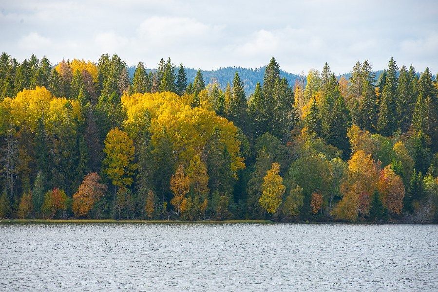 c h segerfeldt.skogen gloder