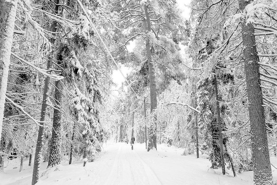 inganathhorst sno sv vit pasikt