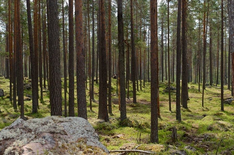 4.johan dali trollskog pasikt placer